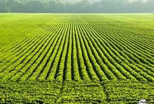 اجرای الگوی کشت جدید و سازگار با محیط در استان بوشهر