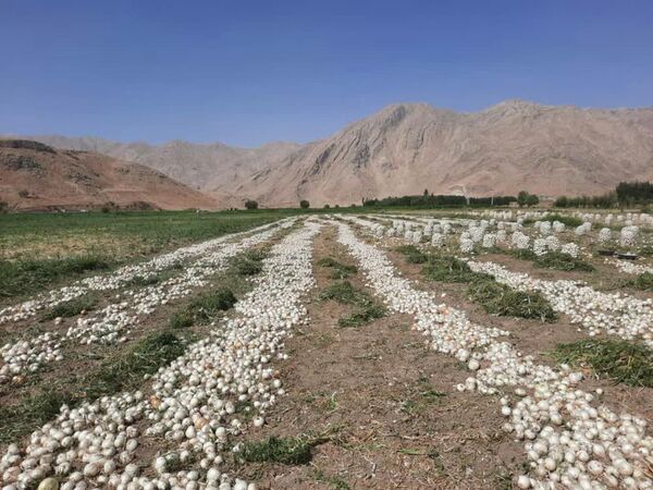 آغاز برداشت پیاز  از اراضی زراعی شهرستان فارسان