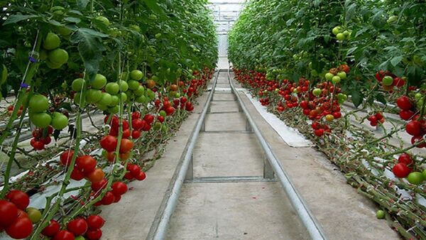 اصفهان پیشرو در تولید محصولات گلخانه‌ای