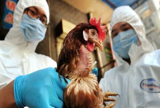 شیوع آنفلوانزای فوق حاد پرندگان H5N8 در یک فارم مرغ گوشتی در ژاپن