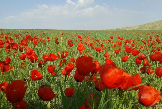 لاله زارهای میاندوآب