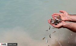 رهاسازی 3.5 میلیون قطعه بچه ماهی در منابع آبی غیرشرب کردستان
