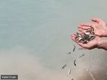 رهاسازی 3.5 میلیون قطعه بچه ماهی در منابع آبی غیرشرب کردستان