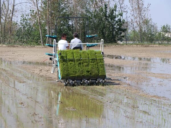 پیش‌بینی 100 هزار هکتار کشت مکانیزه برنج در مازندران