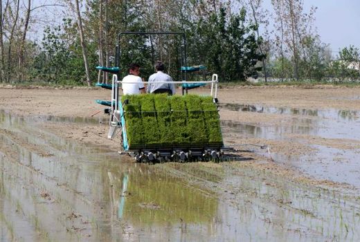 پیش‌بینی 100 هزار هکتار کشت مکانیزه برنج در مازندران