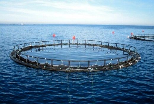 ذخیره‌سازی بیش از ۲ میلیون قطعه بچه‌ماهی در قفس‌های پرورشی تنگستان