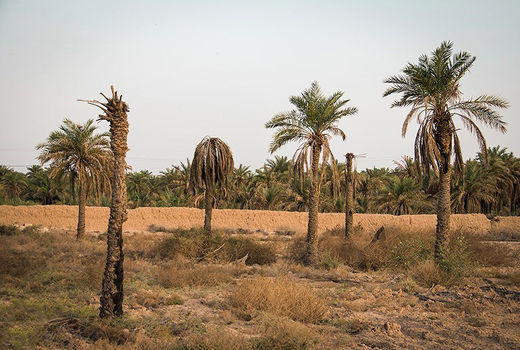 وزارت امور خارجه به کمک صادرات خرما می‌آید