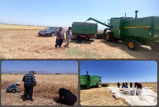 دستیابی به بالاترین رکورد تولیدگندم آبی در شهرستان سربیشه