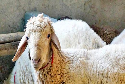 نظارت دامپزشکی خوزستان بر ذبح  10 هزار رأس دام در روز عید قربان