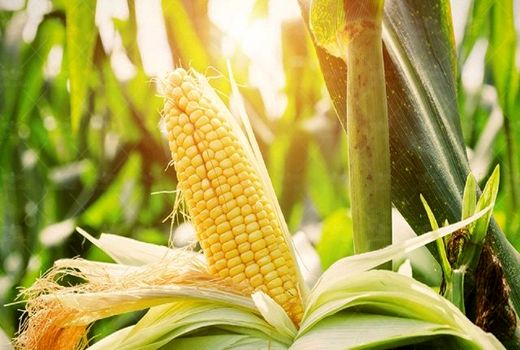 تولید 10 هزار تن بذر هیبرید ذرت در سال 1400