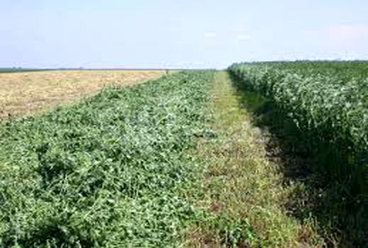   تثبیت ازت خاک با کشت یونجه در خرمشهر