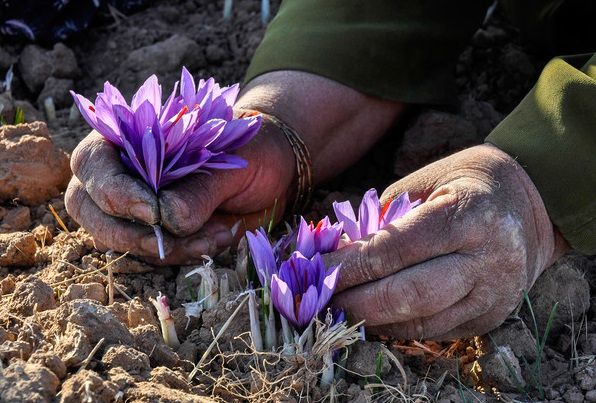 برداشت گلهای زعفران در بیضاء آغاز شد