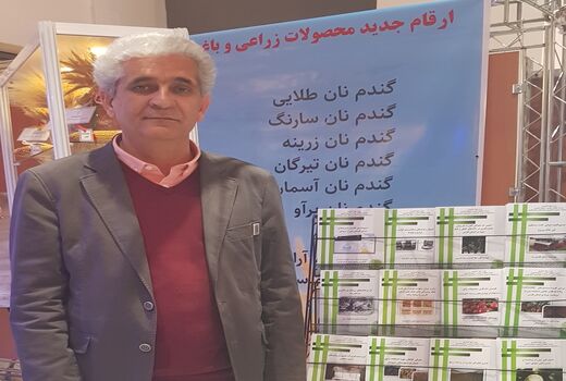 سن گندم به صورت بیولوژیک کنترل می‌شود