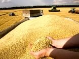 بسته تشویقی دولت برای گندمکاران / گندم با کیفیت را 49500 تومان می‌خریم