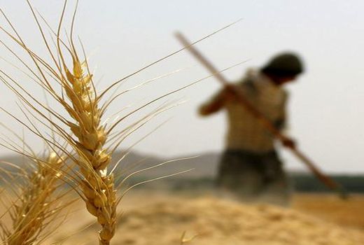 برداشت گندم در آباده شمالی‌ترین نقطه فارس ادامه دارد