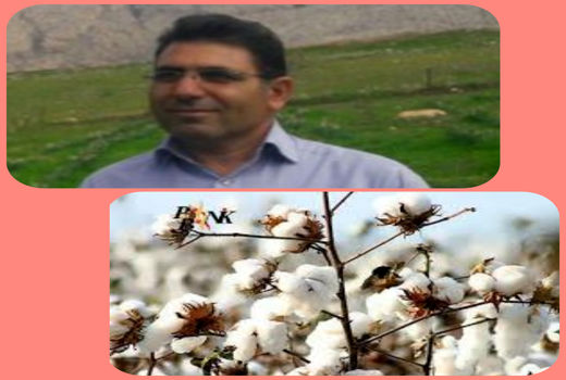 اختصاص ۴۳۰ هکتار از اراضی کشاورزی دهلران به کشت محصول پنبه