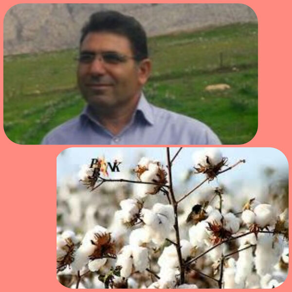 اختصاص ۴۳۰ هکتار از اراضی کشاورزی دهلران به کشت محصول پنبه
