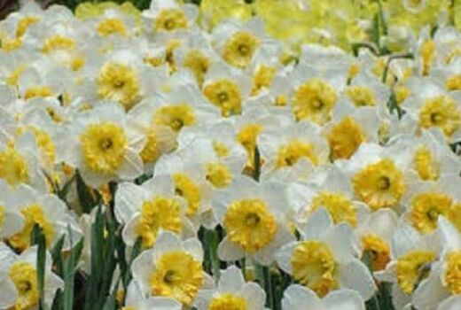 جشنواره گل نرگس خفر برگزار می شود     