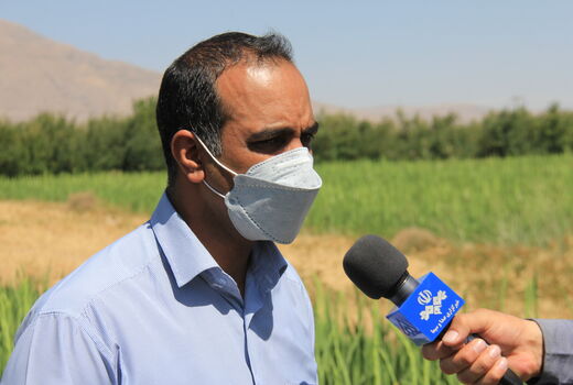 کشت گلا گلایول در پنج هکتار از اراضی کشاورزی شهرستان بروجن