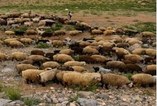 طرح زنجیره تولید گوشت قرمز در خراسان شمالی اجرا می شود 