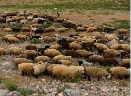 طرح زنجیره تولید گوشت قرمز در خراسان شمالی اجرا می شود 