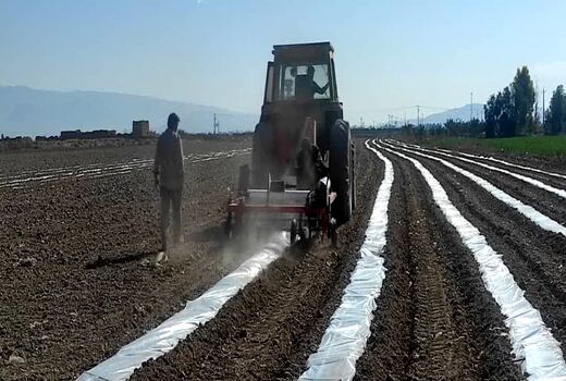 کشت هندوانه آجیلی در 70 هکتار از مزارع شهرستان زرین دشت