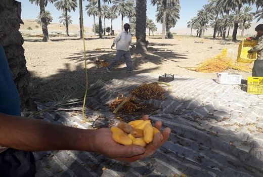 برداشت خرما از نخلستان‌های فسا