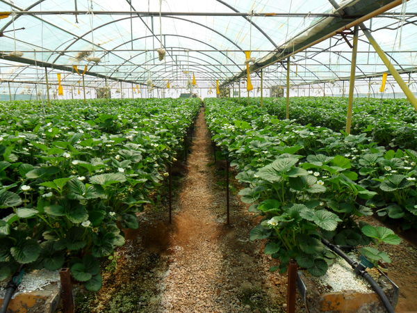 57 واحد تولیدی آسیب دیده از کرونا برای دریافت تسهیلات به بانک معرفی شدند 