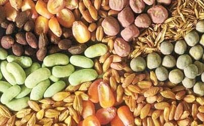 چشم انداز برنامه تولید و تدارک انواع بذور محصولات زراعی تا افق 1404
