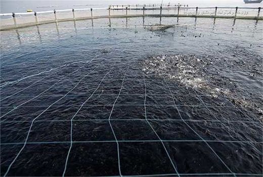 شناسایی ۱۲ هزار هکتار اراضی ساحلی پرورش آبزیان در ساحل بوشهر