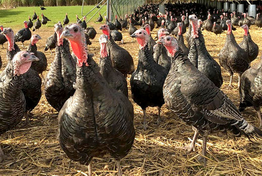  تولید جوجه بوقلمون، گامی مؤثر در تقویت اقتصاد منطقه