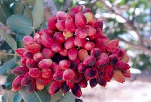 شناسنامه‌دار شدن باغ‌های پسته سیرجان 