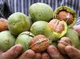 تولید سالانه بیش از 3500 تن گردو در شهرستان خلخال 