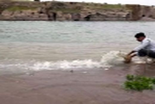 بازسازی و حفاظت از ذخایر طبیعی آبزیان در دزفول