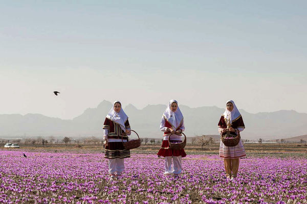 برداشت زعفران در شهرستان تربت‌حیدریه 