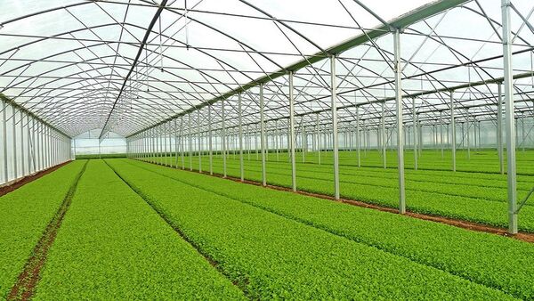 برگزاری جلسه ستاد گلخانه‌ای استان سمنان؛ چند طرح گلخانه‌ای این استان تعیین تکلیف شد
