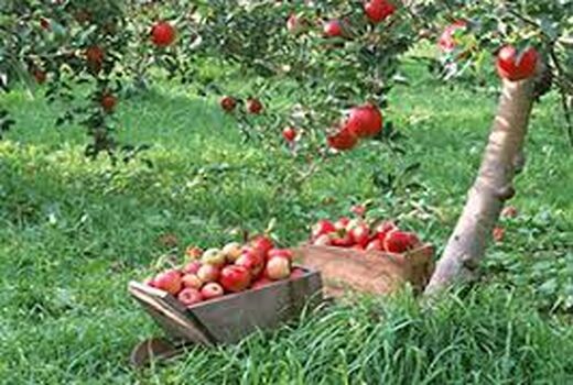  اختصاص3156 هکتار از باغات استان کرمان به محصول سیب