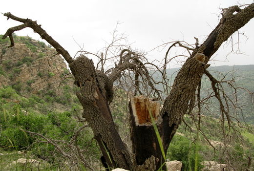 هوا که سرد می‌شود درختان بلوط هیزم می‌شوند!