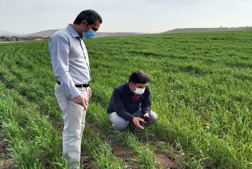 لزوم کنترل و مهار به موقع آفت سن غلات در مزارع شهرستان مراغه