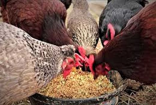 تامین ۱۵ هزار تن نهاده دولتی برای مرغداری های استان