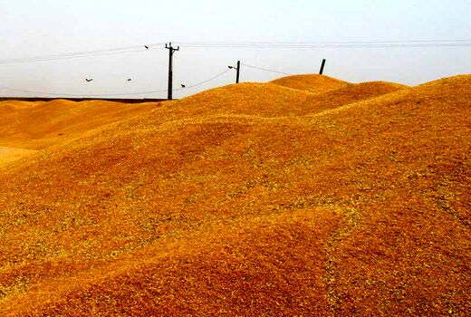 آغاز خرید گندم توسط تعاون روستایی خوزستان