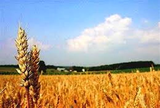 جلسه تولیدات گیاهی با محوریت تولید گندم در ارزوئیه برگزار شد