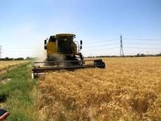 خرید تضمینی ۱۰۷ هزار تن گندم از بهره‌برداران اصفهانی