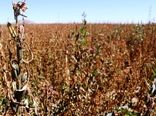 سرما زدگی محصولات کنجد در خاتم