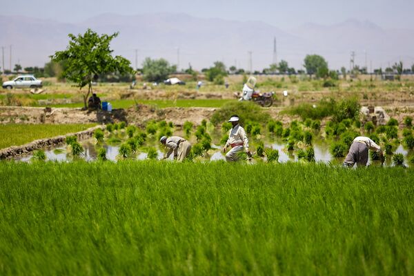 نشاهایی که با تردید کاشته شدند