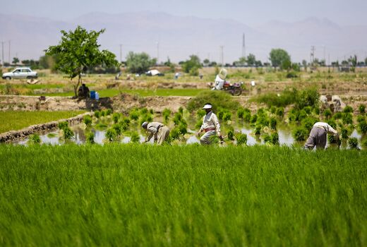 نشاهایی که با تردید کاشته شدند