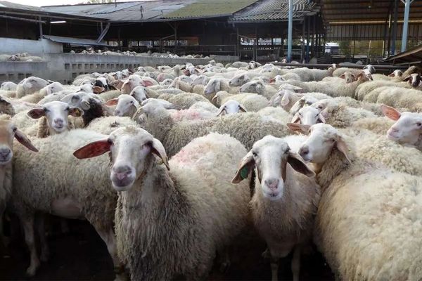 دام‌های سبک هم باید در برابر تب برفکی واکسینه شوند