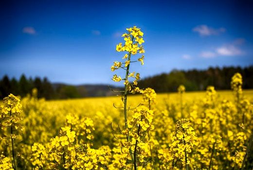 بذر هیبرید کلزا ارمغانی برای کشت پاییزه کشاورزان اصفهان