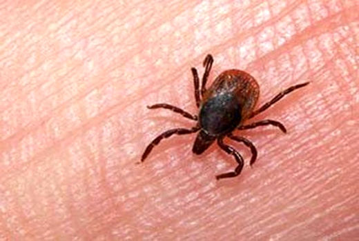 آموزش پیشگیری و مبارزه با تب کریمه کنگو در شادگان