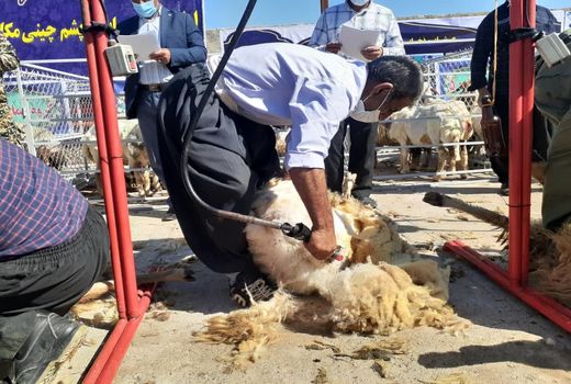 افزایش بهره‌وری پرورش دام با روش‌های مکانیزه پشم‌چینی